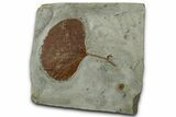 Paleocene Fossil Leaf (Zizyphoides) - Montana #356521-1